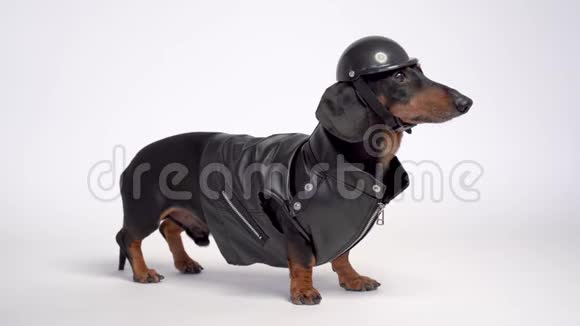 黑褐色的达春德犬身穿黑色夹克戴摩托车头盔与白色背景隔绝视频的预览图