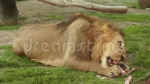 一只红狮子吃肉面条草视频的预览图