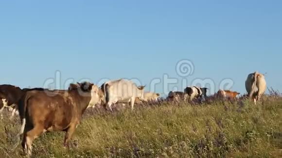 奶牛在牧场上放牧美丽的高山草地和奶牛蓝天上牧场上的牛奶业概念视频的预览图