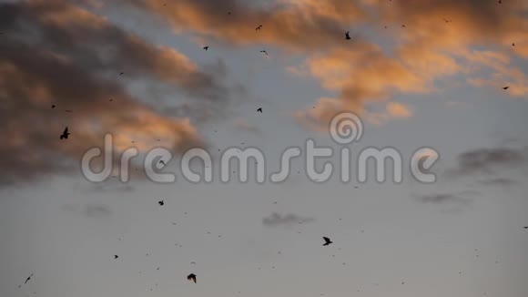 一群鸟落霞时的雏鸟法国视频的预览图