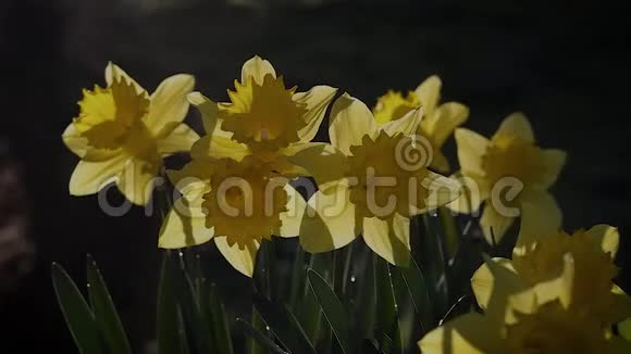 黄半透明水仙花随风飘动视频的预览图