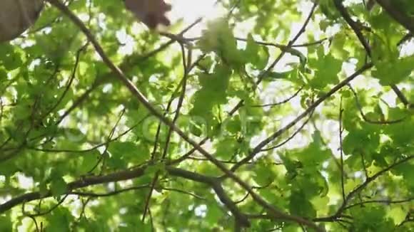 春天一棵橡树的绿叶上闪烁着阳光橡树林夏天公园里的树慢动作视频的预览图