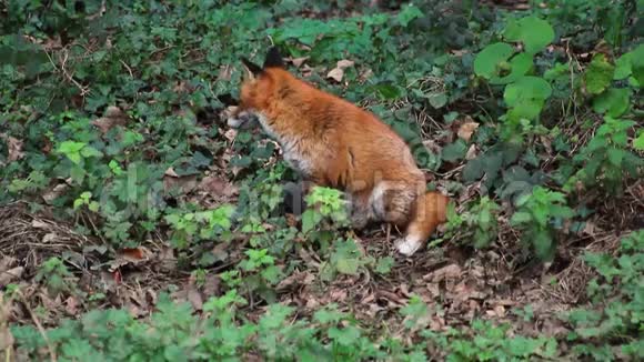 爱尔兰的一只雌性狐狸坐在林地和雅望视频的预览图
