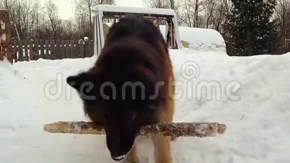 德国牧羊犬在玩棍子视频的预览图