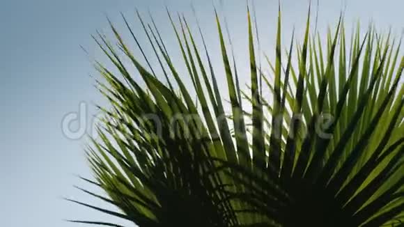 棕榈枝在风中摇摆阳光透过它们对抗蓝天视频的预览图