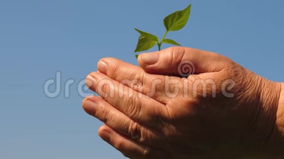 园丁的双手捧着一棵绿苗在手心顶着天空特写镜头农夫手中的嫩芽视频的预览图