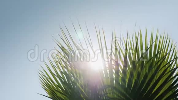 棕榈枝在风中摇摆阳光透过它们对抗蓝天视频的预览图