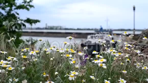 海景草地上的田野雏菊药房洋甘菊特写一片花和草地迎风招展视频的预览图