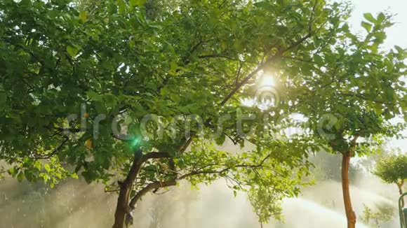 阳光透过花园里一棵柠檬树的树枝照射进来视频的预览图
