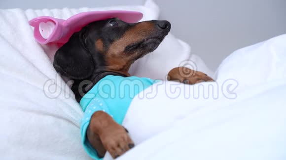大猎犬黑褐色睡在高温的床上头上有冰水袋被毯子覆盖兽医审核视频的预览图