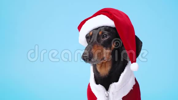 可爱的小黑棕色的达克顺德穿着滑稽的圣诞老人服装坐在蓝色的背景下把头从一边转向另一边视频的预览图