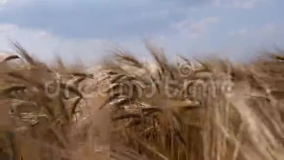 大田有成熟的麦穗成熟的收获茎在夏日阳光明媚的日子里随风摇曳视频的预览图