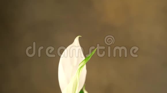 白花花的花视频的预览图