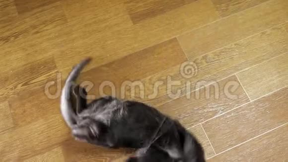 一只黑猫在绳子上玩老鼠视频的预览图