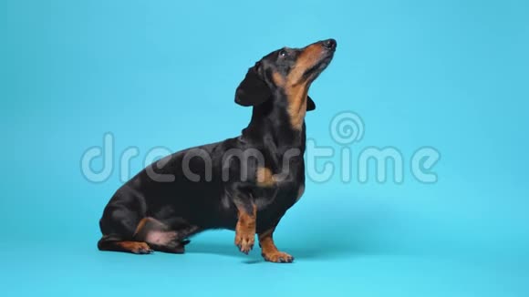蓝色背景上可爱的小黑和棕褐色的dachshund执行不同的命令站着坐着躺着视频的预览图