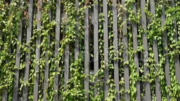绿色环保的建筑物长满常春藤的停车场木制围栏视频的预览图