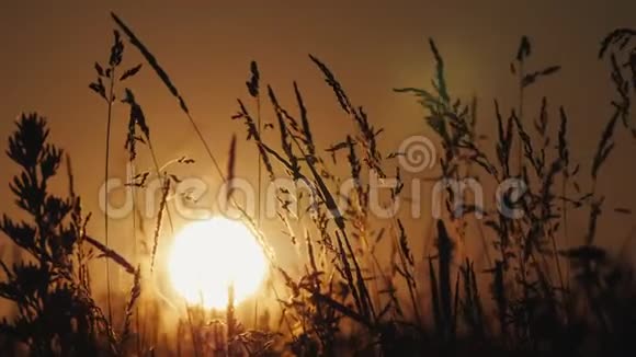 夕阳的圆盘穿过前景的草地视频的预览图