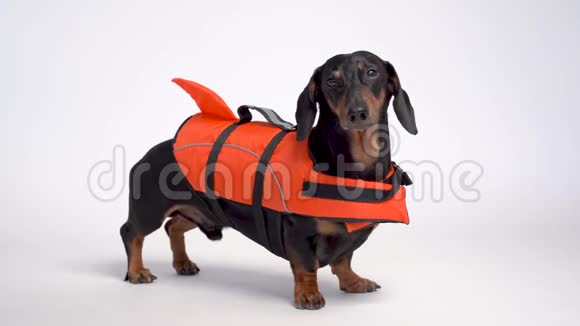 一只黑色和棕褐色的可爱的达克斯猎犬的肖像穿着橙色的救生衣在灰色背景上被隔离视频的预览图