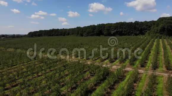 幼绿苹果园的景观农产工业商业和园艺的主题空中无人机4k拔出视频的预览图