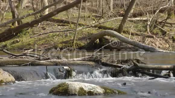 森林中的溪流自然溪流树枝和树木视频的预览图