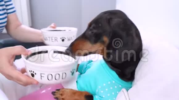 小狗病人在医院接受部分喂养视频的预览图