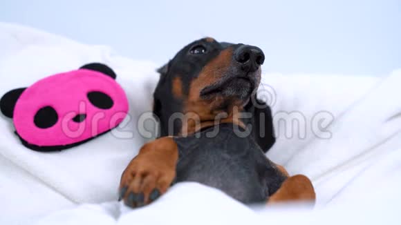 生病的狗dachshund在毯子下面的白色枕头里放松睡觉视频的预览图