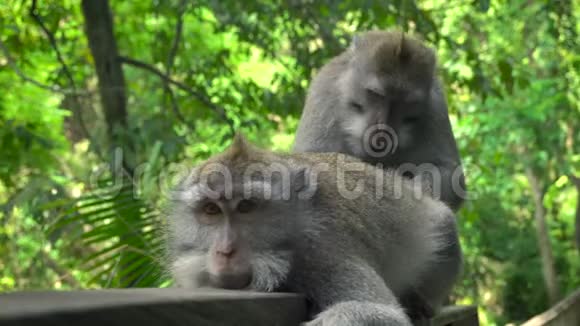 猕猴在公园里休息和梳洗视频的预览图