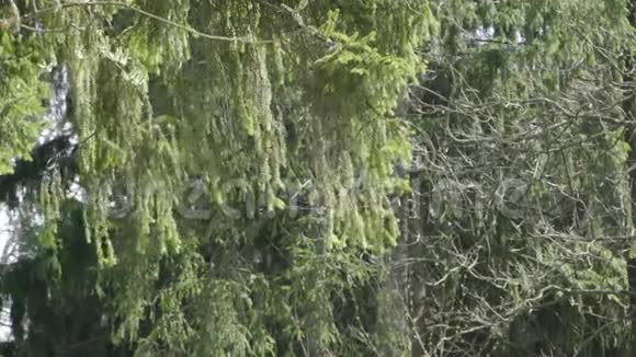 树的树枝随风摇摆视频的预览图