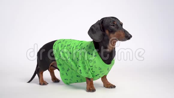 一只黑色和棕色的可爱的达克顺德狗的肖像穿着绿色休闲T恤被隔离在灰色背景上视频的预览图