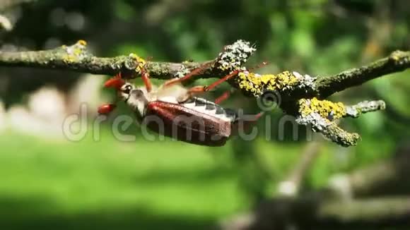 五月虫在植物上爬行视频的预览图