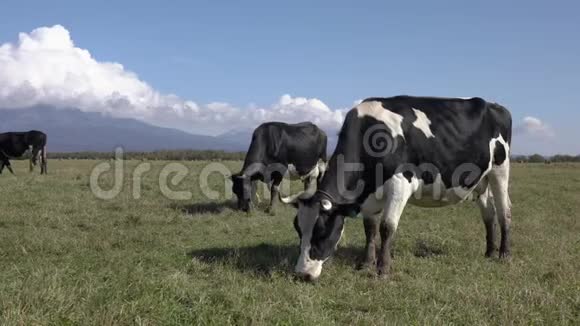 群黑白奶牛在农田放牧在背景山上吃青草农场景观视频的预览图