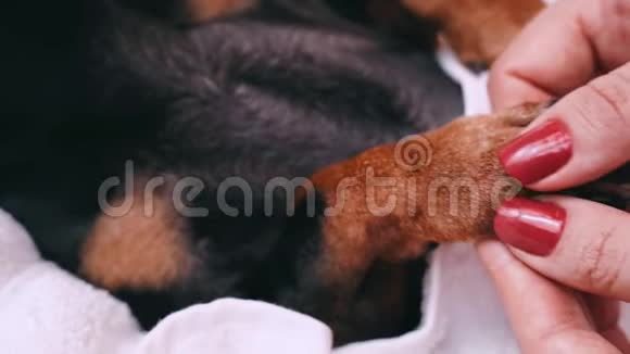 专业按摩做爪式按摩按摩狗狗黑色和棕色从水疗程序放松视频的预览图