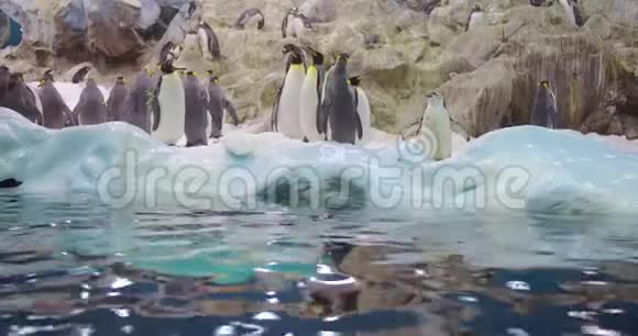 一家可爱的企鹅在特写一群好奇的企鹅视频的预览图