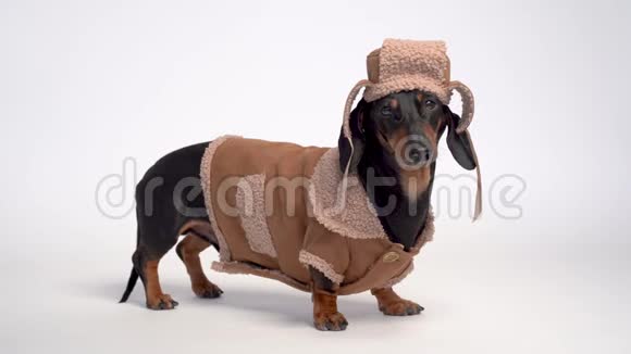 在白色背景上一只穿着冬装毛皮帽和羊皮大衣的黑褐色可爱狗的肖像视频的预览图