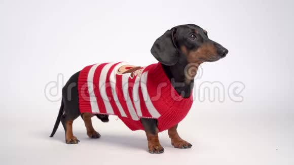 戴着红色圣诞毛衣的黑褐色达克斯顿狗画像灰色背景隔离视频的预览图