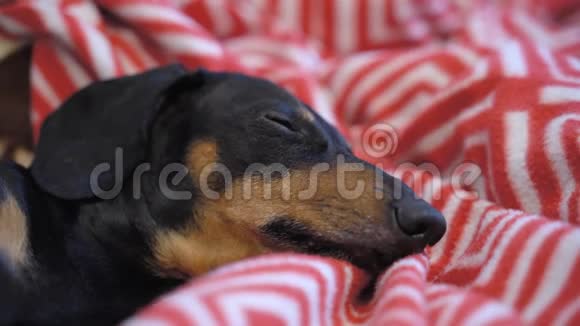 一只黑色和棕色的可爱的达克顺德狗睡在红色毯子上的肖像视频的预览图