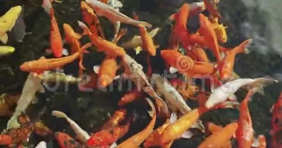 五颜六色的锦鲤鱼在花园的水中游泳视频的预览图