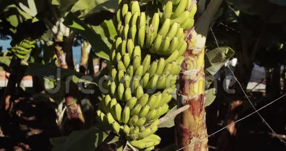 一棵香蕉树收获了大量的绿色香蕉香蕉树和一束绿色生长的生香蕉视频的预览图