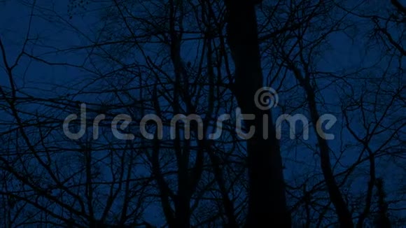 夜间光秃秃的森林里漫步视频的预览图