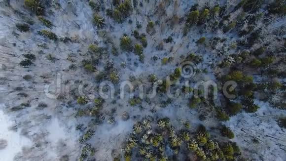 冬季在雪林中高空飞越美丽的树木视频的预览图