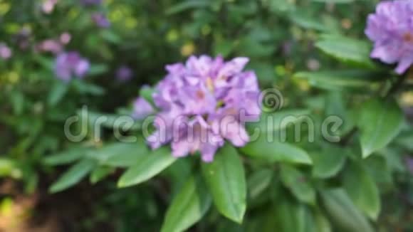 紫鹃花在花园的高清视频视频的预览图