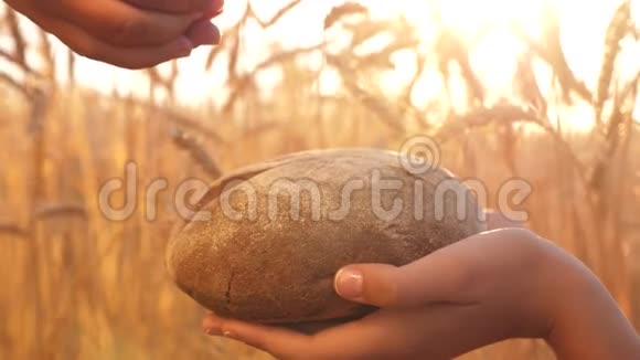 手掌上烤着一块面包新鲜的黑麦面包覆盖成熟的耳朵和谷物麦粒落在女孩手中的面包上视频的预览图