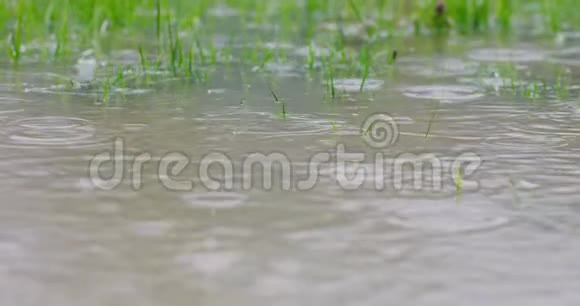 雨水落在被淹的草坪上大雨落在潮湿的家院子里慢慢地4k决议视频的预览图