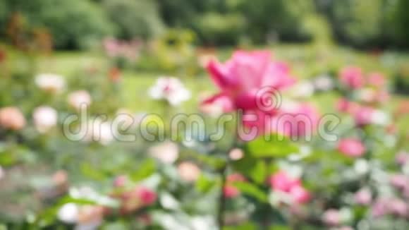 高清电视中花园的粉红玫瑰花视频的预览图