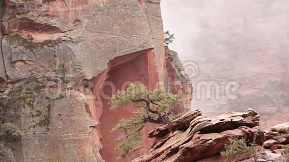 桧树生长在红色砂岩中云团飘过视频的预览图