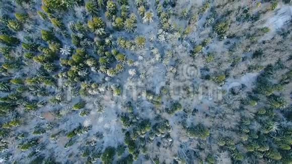 冬季在雪林中高空飞越美丽的树木视频的预览图