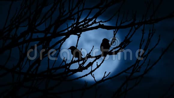夜晚鸟儿在月光下飞翔视频的预览图