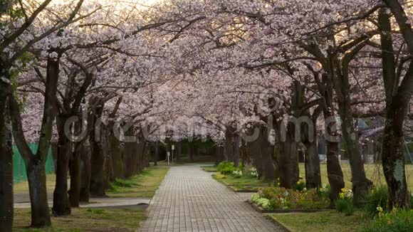 东京一个公园的樱花树排视频的预览图