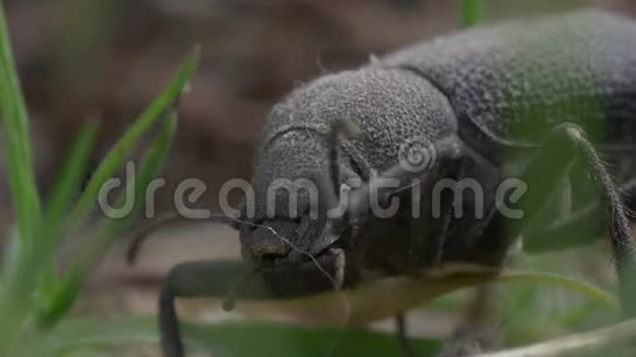 黑甲虫视频的预览图