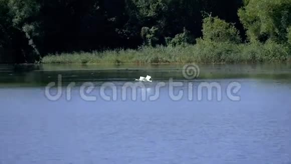 靠近水面的天鹅视频的预览图